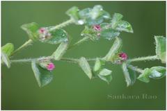 Indigofera cordifolia